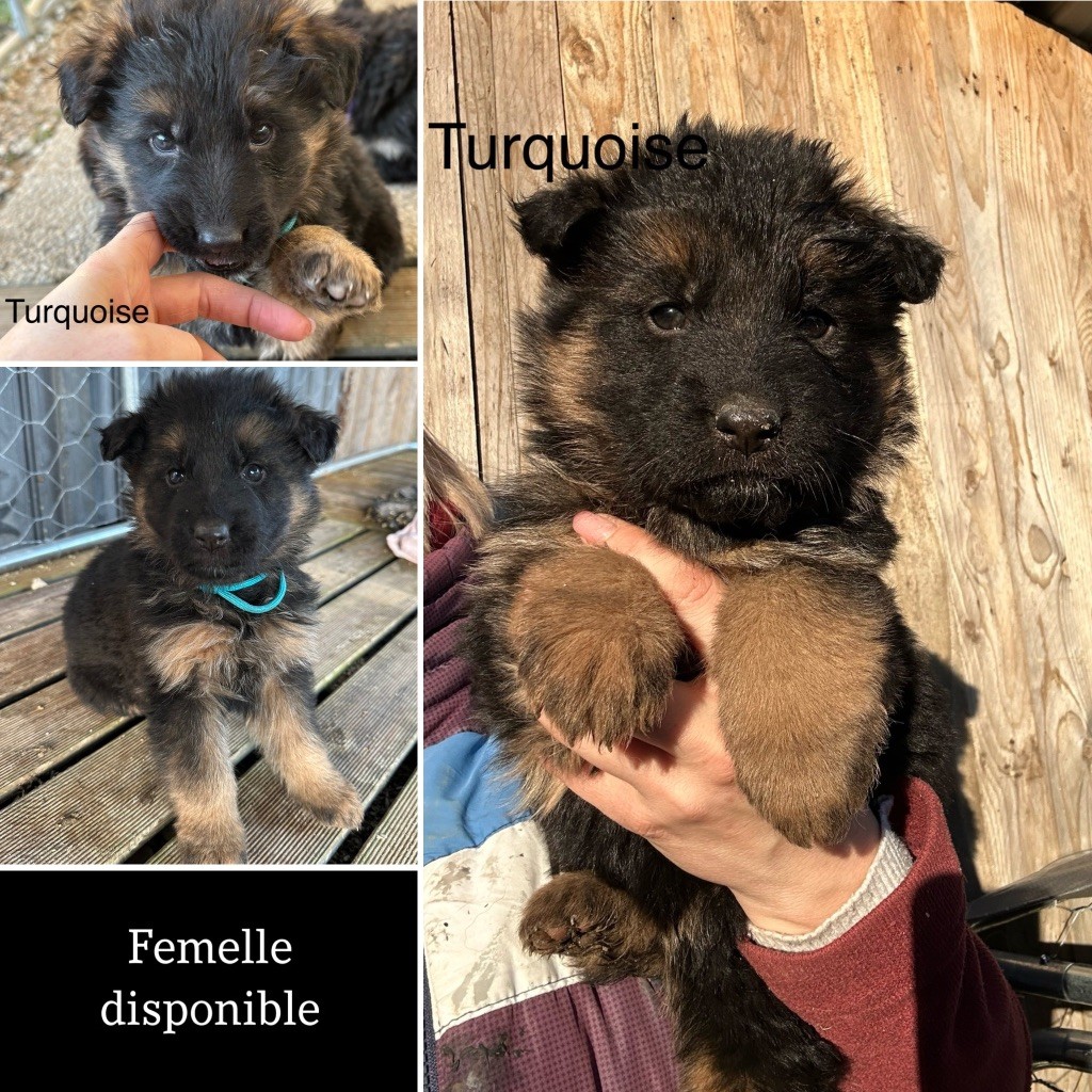 Des Gueules de Braise - Chiot disponible  - Berger Allemand Poil Long