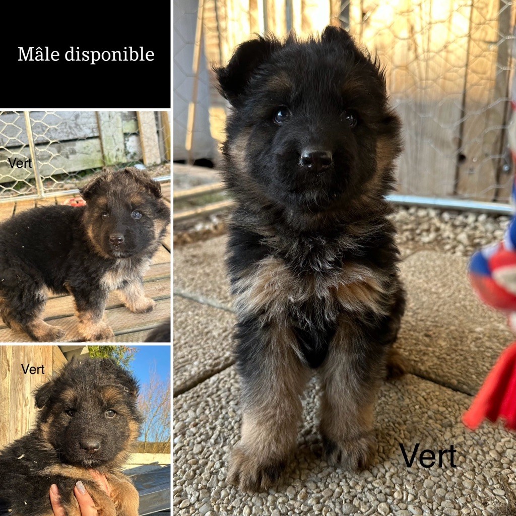 Des Gueules de Braise - Chiot disponible  - Berger Allemand Poil Long