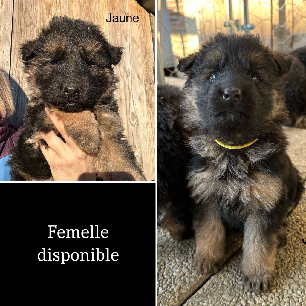 Des Gueules de Braise - Chiot disponible  - Berger Allemand Poil Long