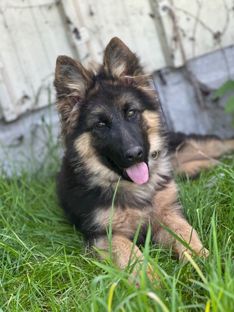 Des Gueules de Braise - Chiots disponibles - Berger Allemand Poil Long